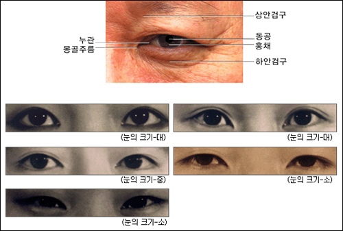 눈의 다양한 모습. 얼굴을 측정하는 데는 1천 가지가 넘는 항목이 적용된다고 한다. 